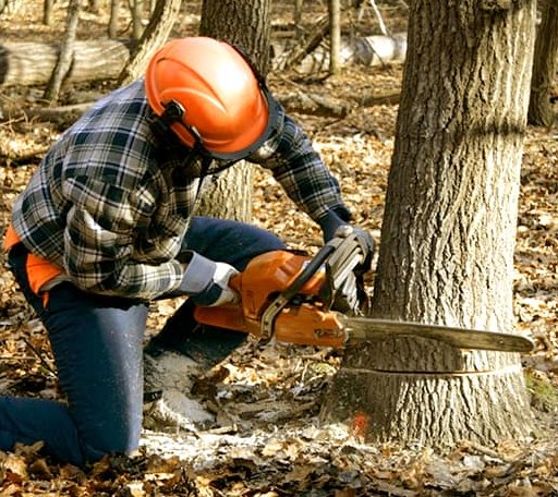Tree Removal in Spring Arbor, MI